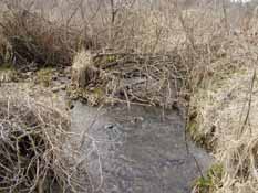 Traver Creek, OLson Park Sampling Site, 10 April 2010.